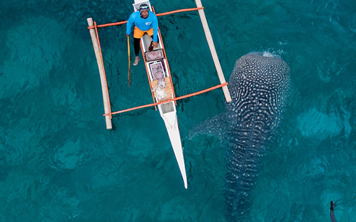 Oslob Whale Shark Watching