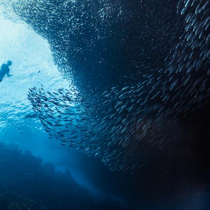 Dive
