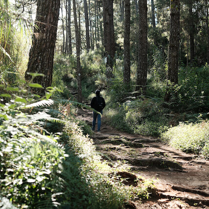Woods