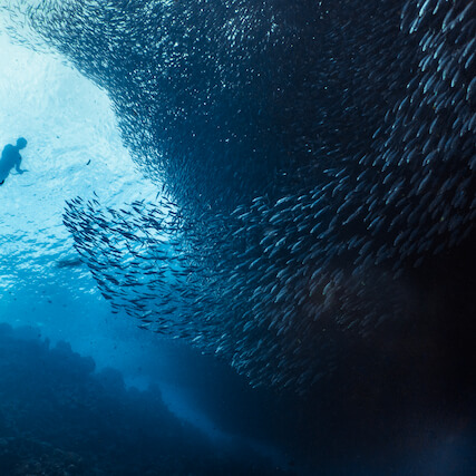 Dive