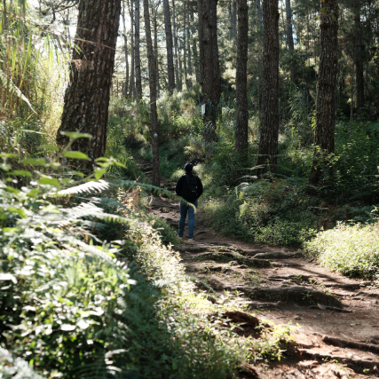 Woods