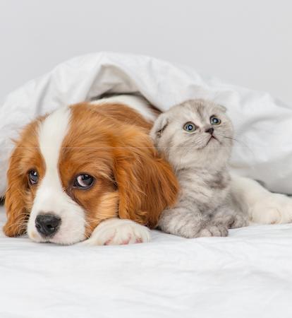 PET FRIENDLY HOME