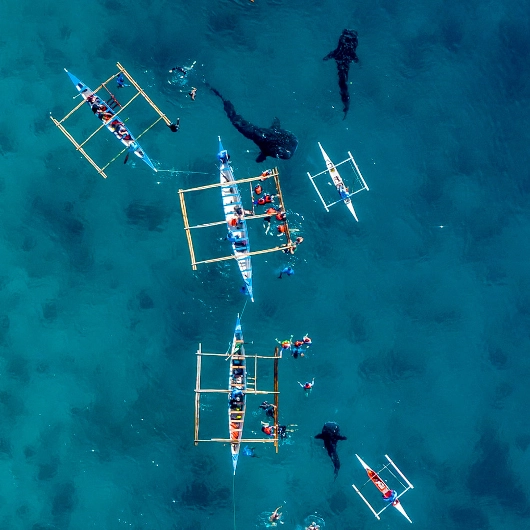 WHALE SHARK WATCHING